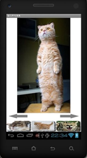 Cat Photo Sound Collection截图6