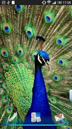 Peacock Feather Live Wallpaper截图7