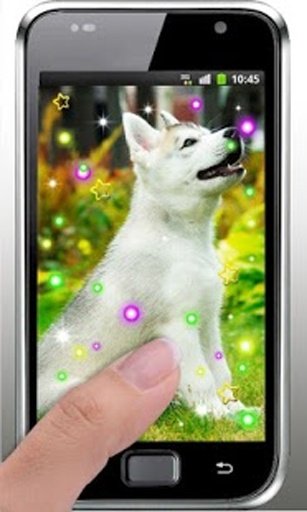 Friendly Dog live wallpaper截图2