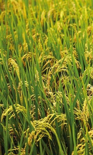 RICE FIELD HD WALLPAPER截图6