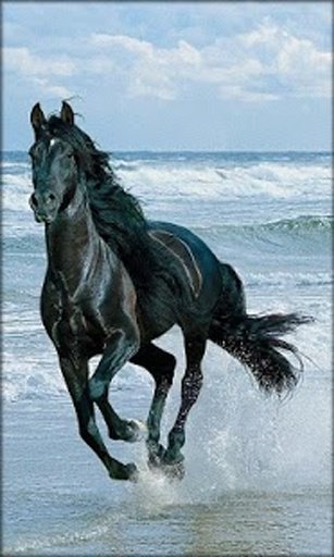 Horses HD Wallpapers截图1