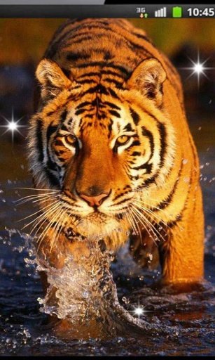 Tiger Heart live wallpaper截图2