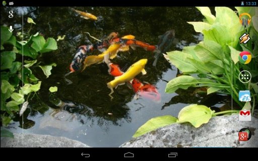 Realistic Koi. Live Wallpaper.截图1