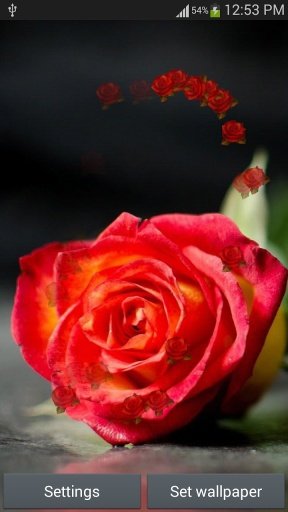 Rose HD Live Wallpaper截图1