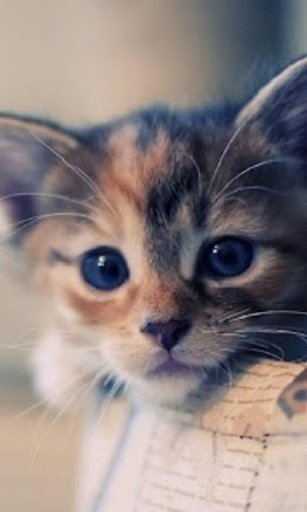 Kitten Puzzles Free截图9