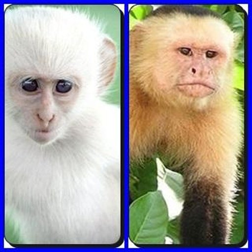 Crazy Monkey Find Difference截图4