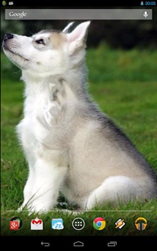 Cute husky puppy截图5