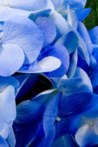 Blue Flowers Wallpapers截图3