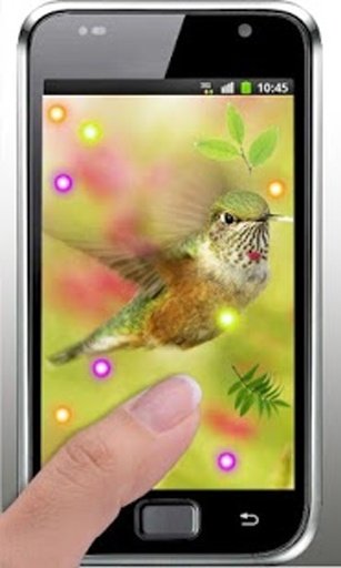 Lovely Colibri live wallpaper截图7