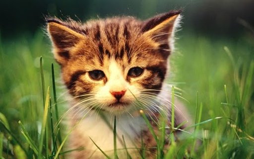 Adorable cat wallpaper截图4