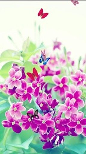 Flowers and Butterflies LWP截图1