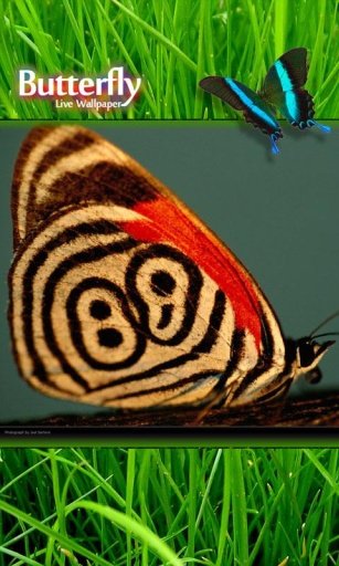 Butterfly Games Live Wallpaper截图3