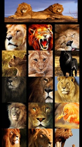 Wow Wow lion wallpaper截图6
