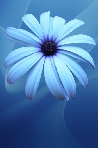 Blue Flowers Wallpapers截图6