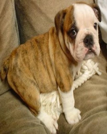 My Talking Bulldog Puppies截图1