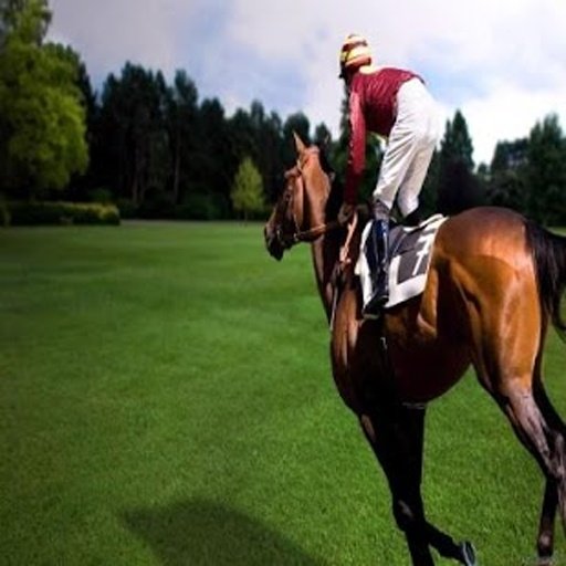 Horse Racing Star截图8