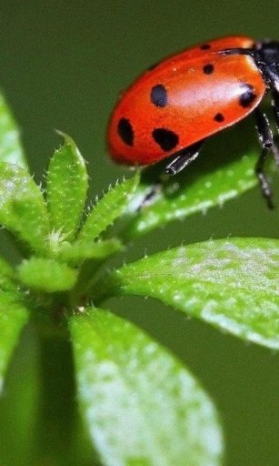 Ladybug HD截图3