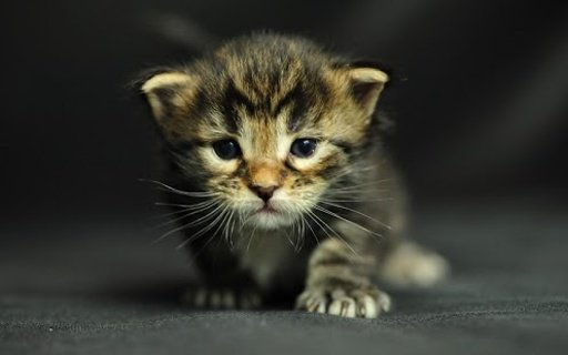 Adorable cat wallpaper截图3