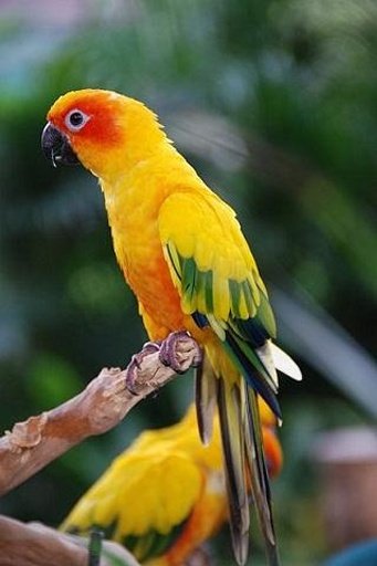 beautiful birds live wallpaper截图3