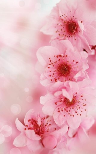 Cherry Blossom Live Wallpaper截图6