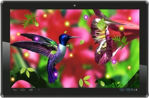 Lovely Colibri live wallpaper截图6