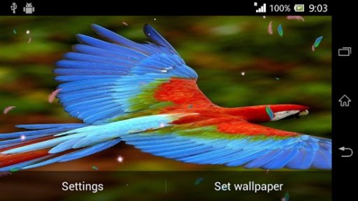 Parrot Live Wallpaper HD截图3