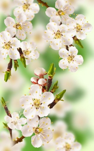 Cherry Blossom Live Wallpaper截图2