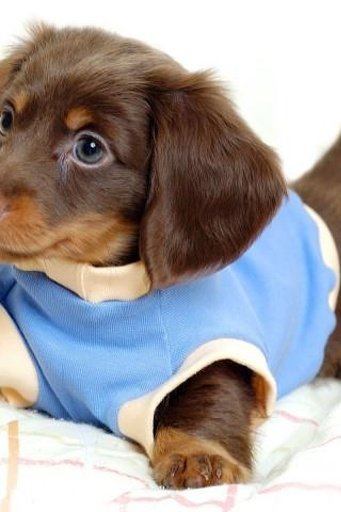 Cute Dog Wallpapers 2截图6