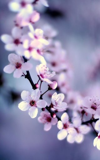 Cherry Blossom Live Wallpaper截图4