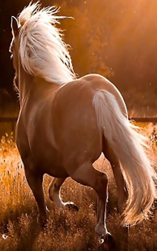 Beautiful Horses截图1