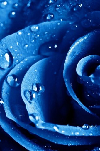 Blue Flowers Wallpapers截图5