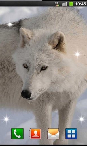 Wolf Best HD live wallpaper截图1