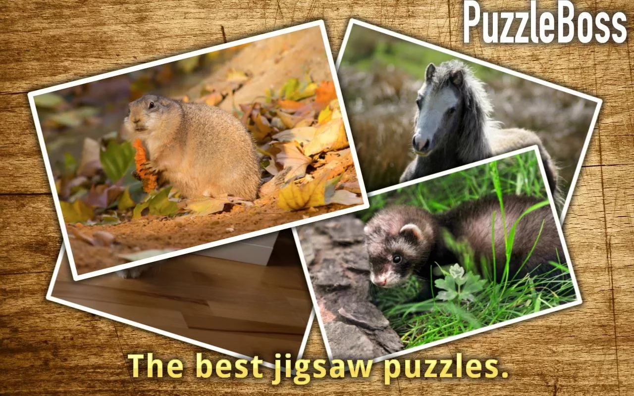 Cute Animal Jigsaw Puzzles截图7