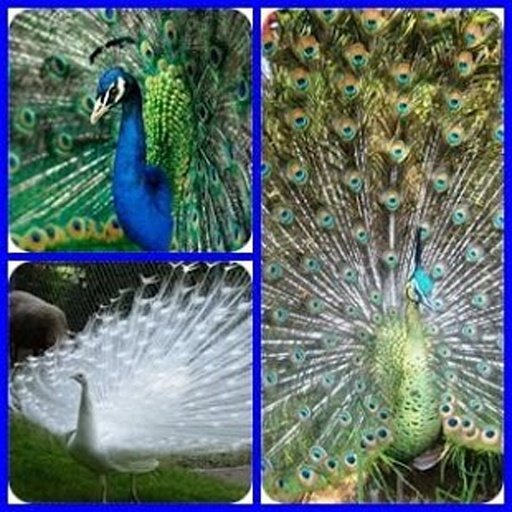 Peacock Find Difference Game截图4