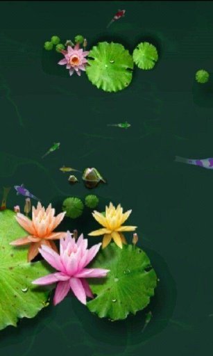 Koi Fish Pond 3D Livewallpaper截图3