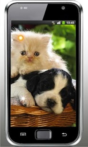 Puppy Best Free Live Wallpaper截图8