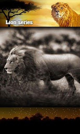 Lion Sounds Wild livewallpaper截图5