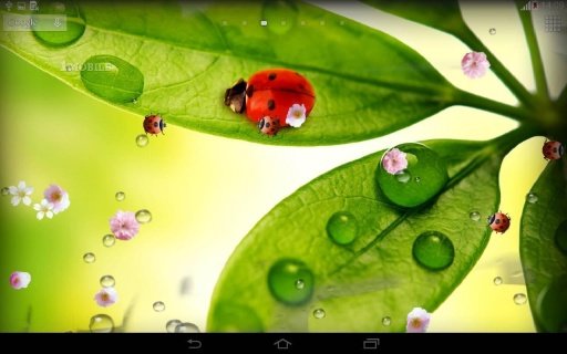 Rain Live Wallpaper HD截图1