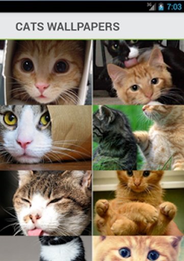 Cats Wallpapers Backgrounds截图4