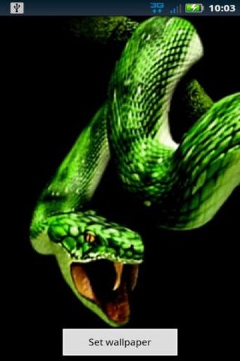 Snake Attack Live Wallpaper截图2