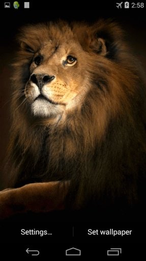 Lion 3D Live Wallpaper截图2