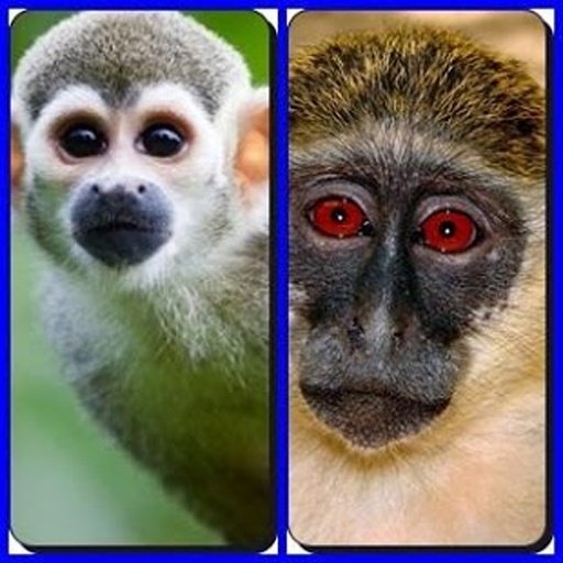 Crazy Monkey Find Difference截图1