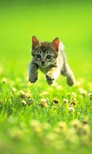 Kitten Puzzles Free截图5