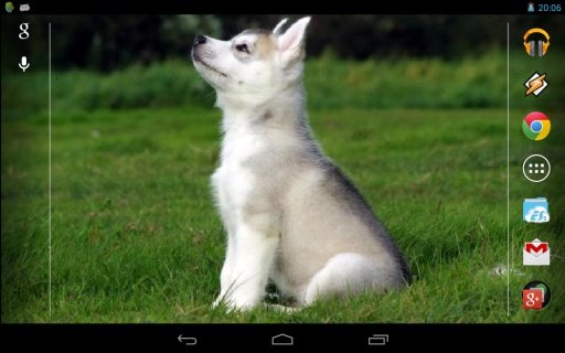 Cute husky puppy截图2