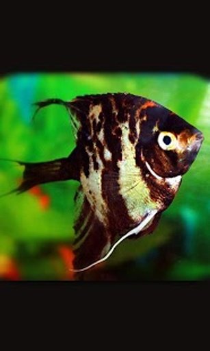 Aquarium Life live wallpaper截图1