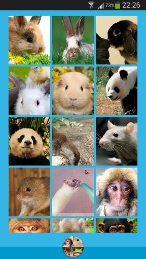 Animals Wallpapers截图4