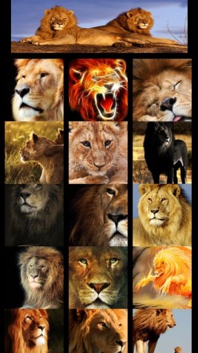 Wow Wow lion wallpaper截图4
