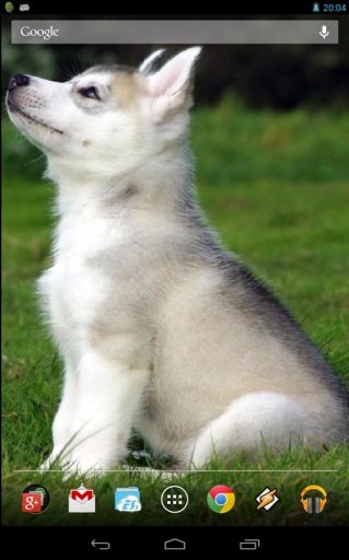 Cute husky puppy截图3