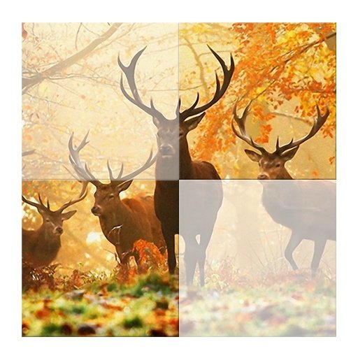 Forest Animals Puzzle!截图9