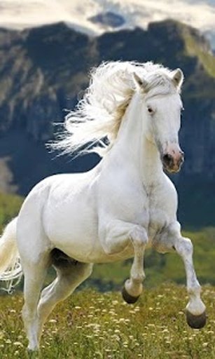 Horses HD Wallpapers截图11